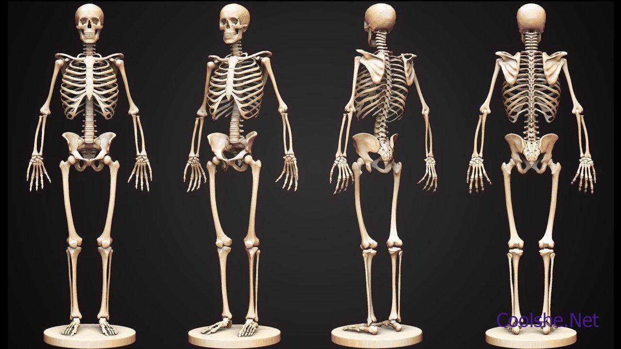 البالغ الانسان عدد عظام عدد عظام